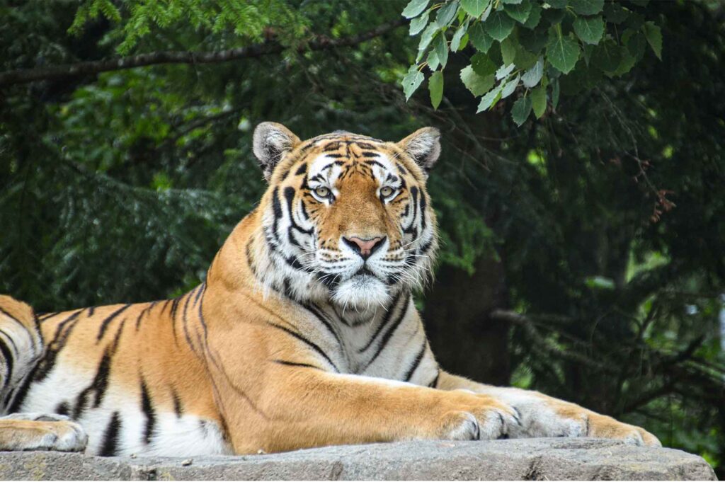 Zurich Zoo - Home to Diverse Wildlife and Conservation Efforts