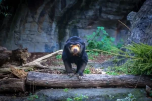 Zoo Basel: A captivating journey through biodiversity, where diverse wildlife and engaging exhibits create a memorable experience for all ages.